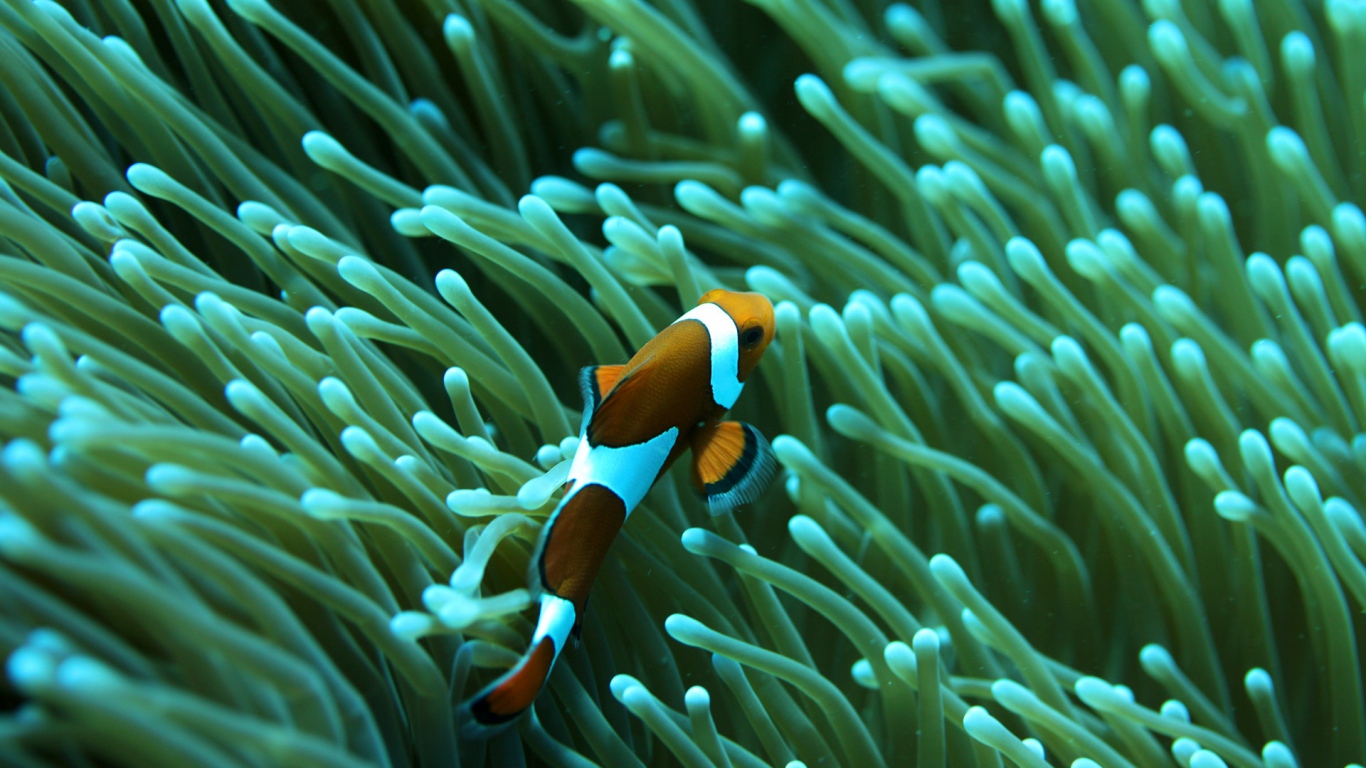 Wallpaper Fish Underwater Swim Ocean Sea Laptop