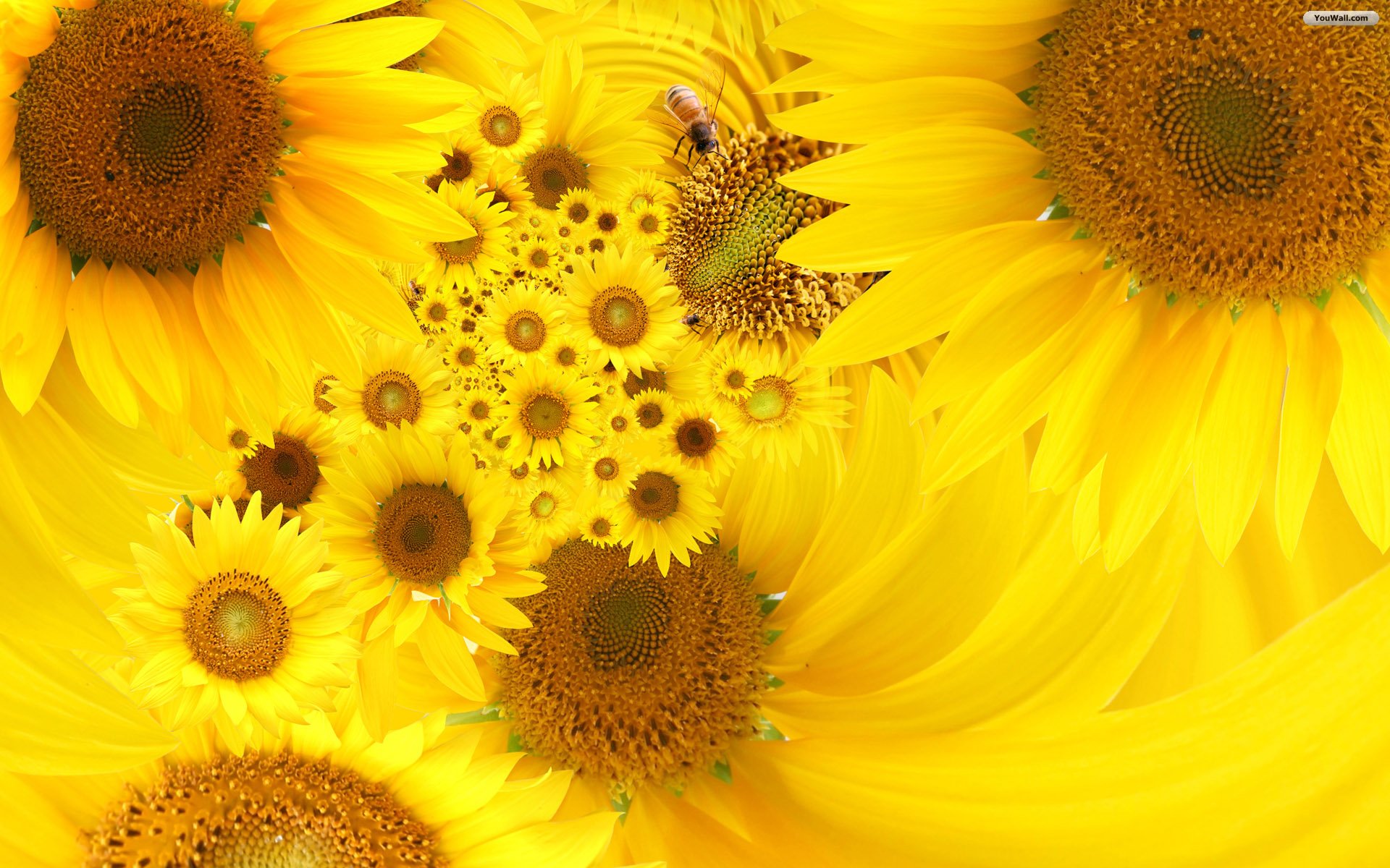 Sunflower Art Wallpaper HD Background Desktop
