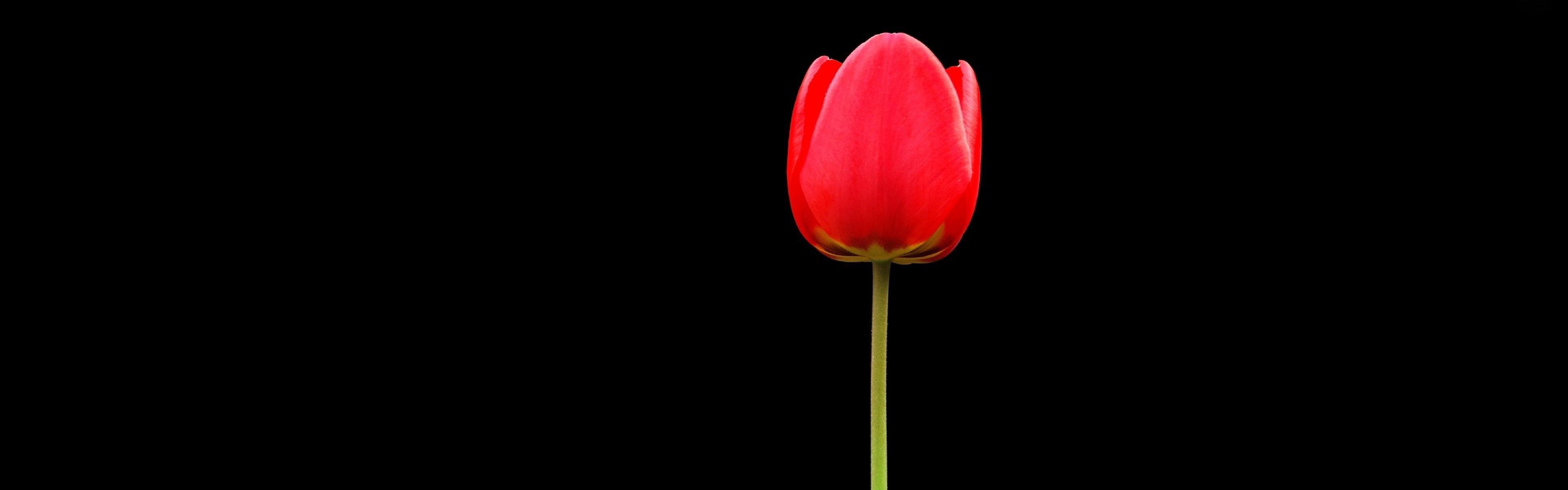 Wallpaper Tulip Red Flower One