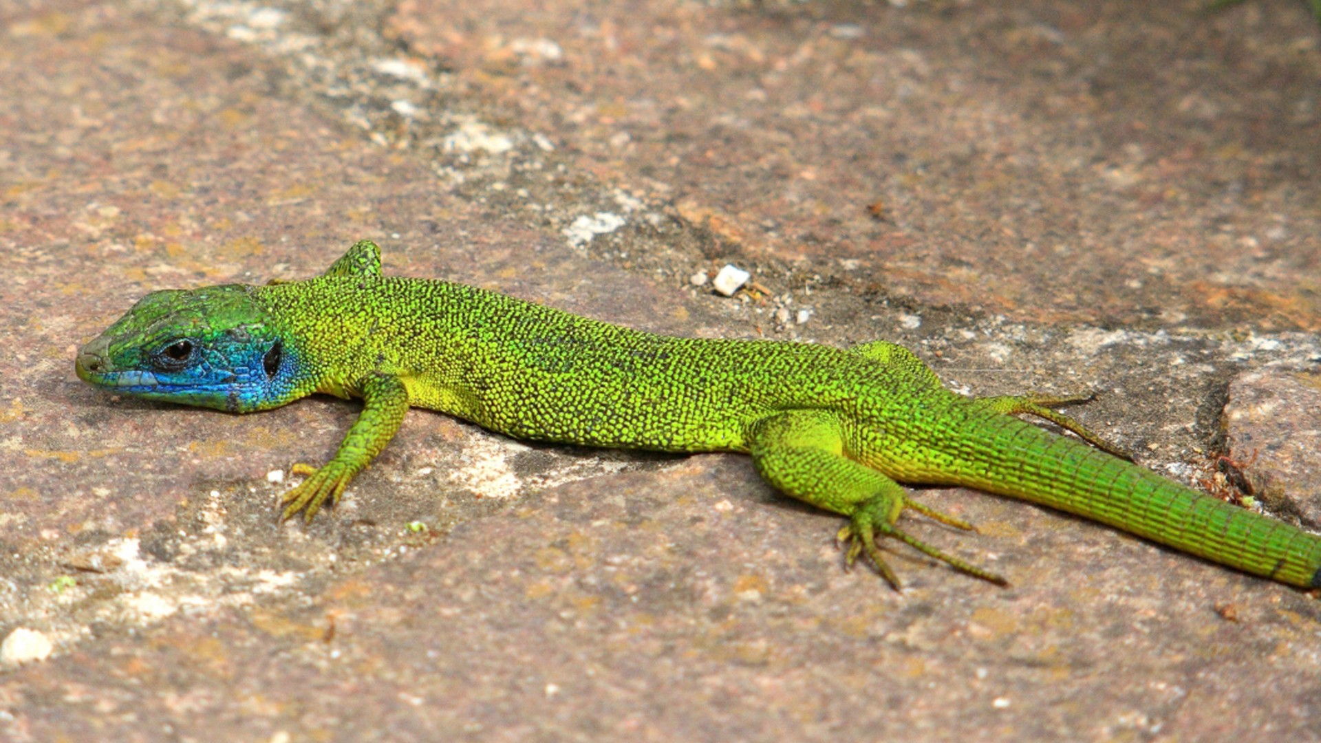 Male Green Lizard Wallpaper HD Wallpaper13
