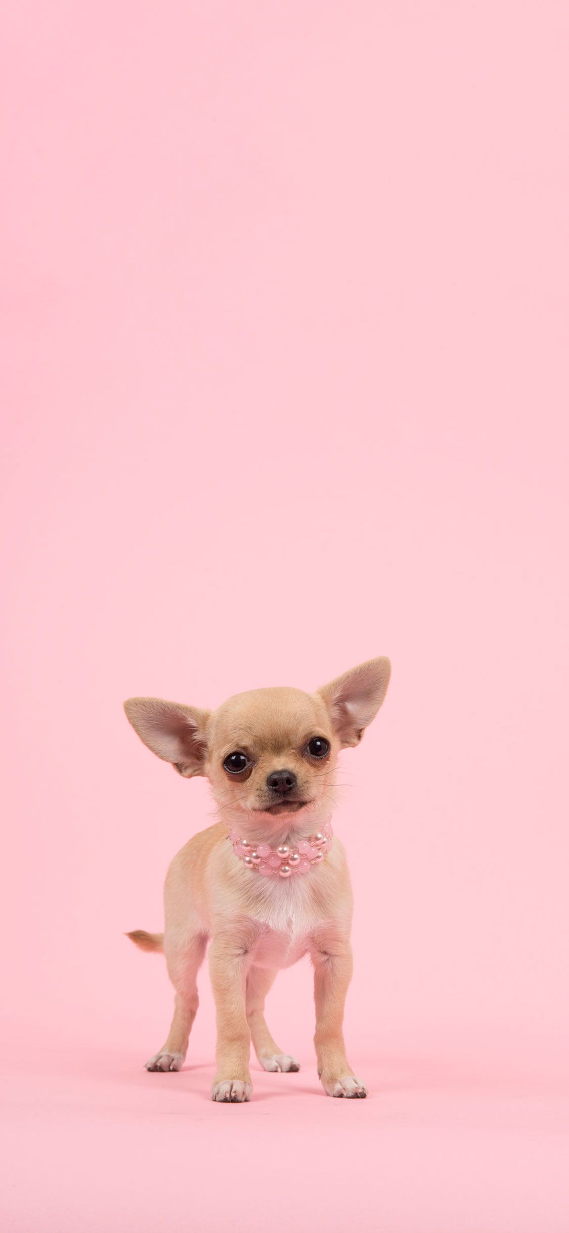 Pink Dog Wallpaper