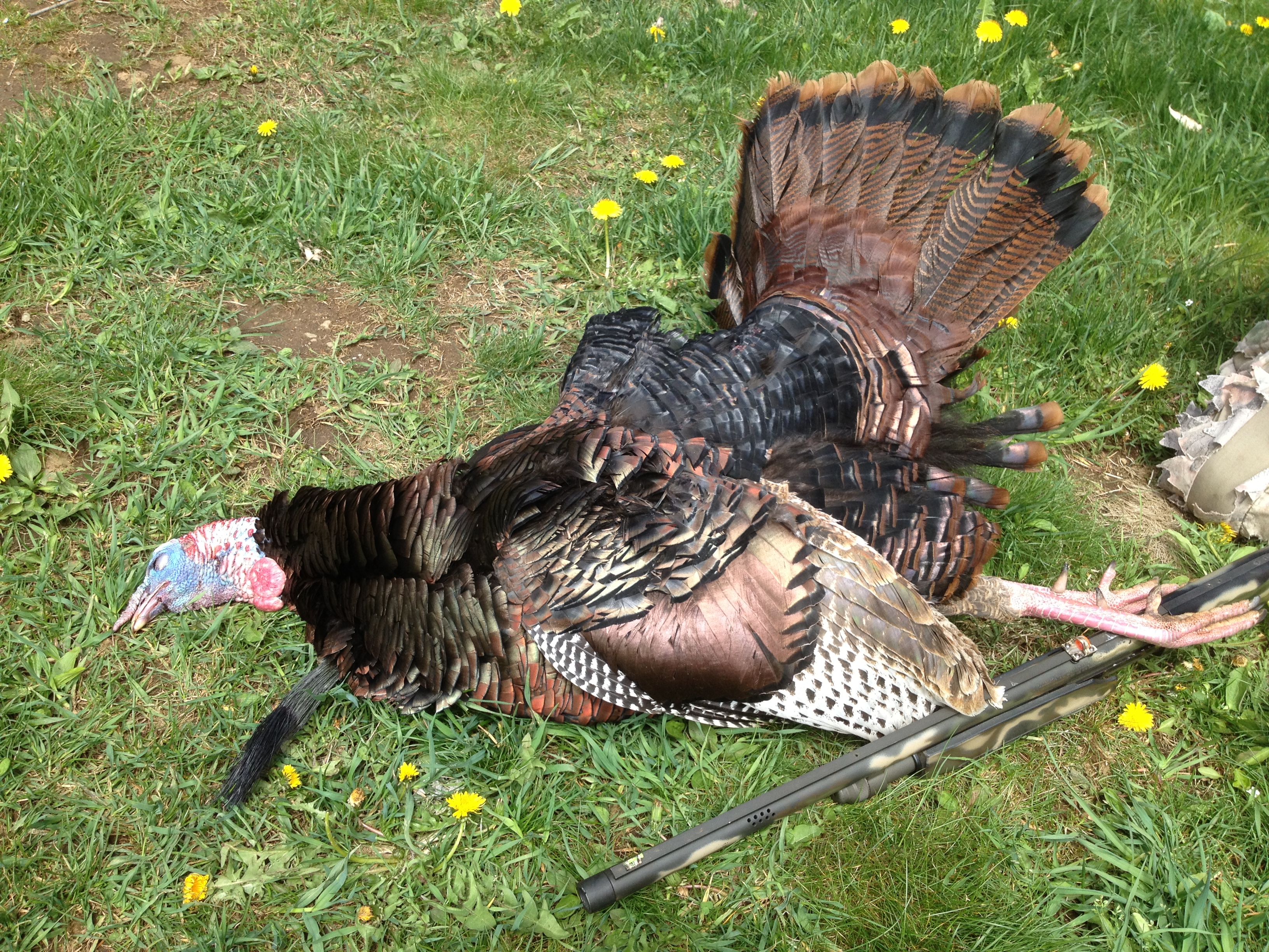 Eastern Wild Turkey Outback Outfitters Booking Agency