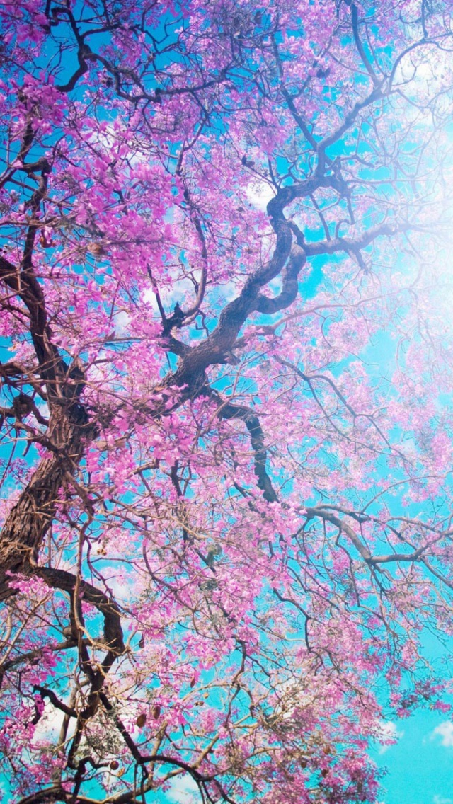 Cherry Blossoms Tree Branches iPhone Wallpaper Ipod HD