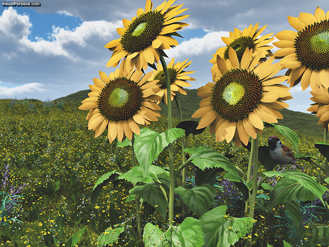 Visual Paradox 3d Wallpaper Sunflowers Multiple Sizes