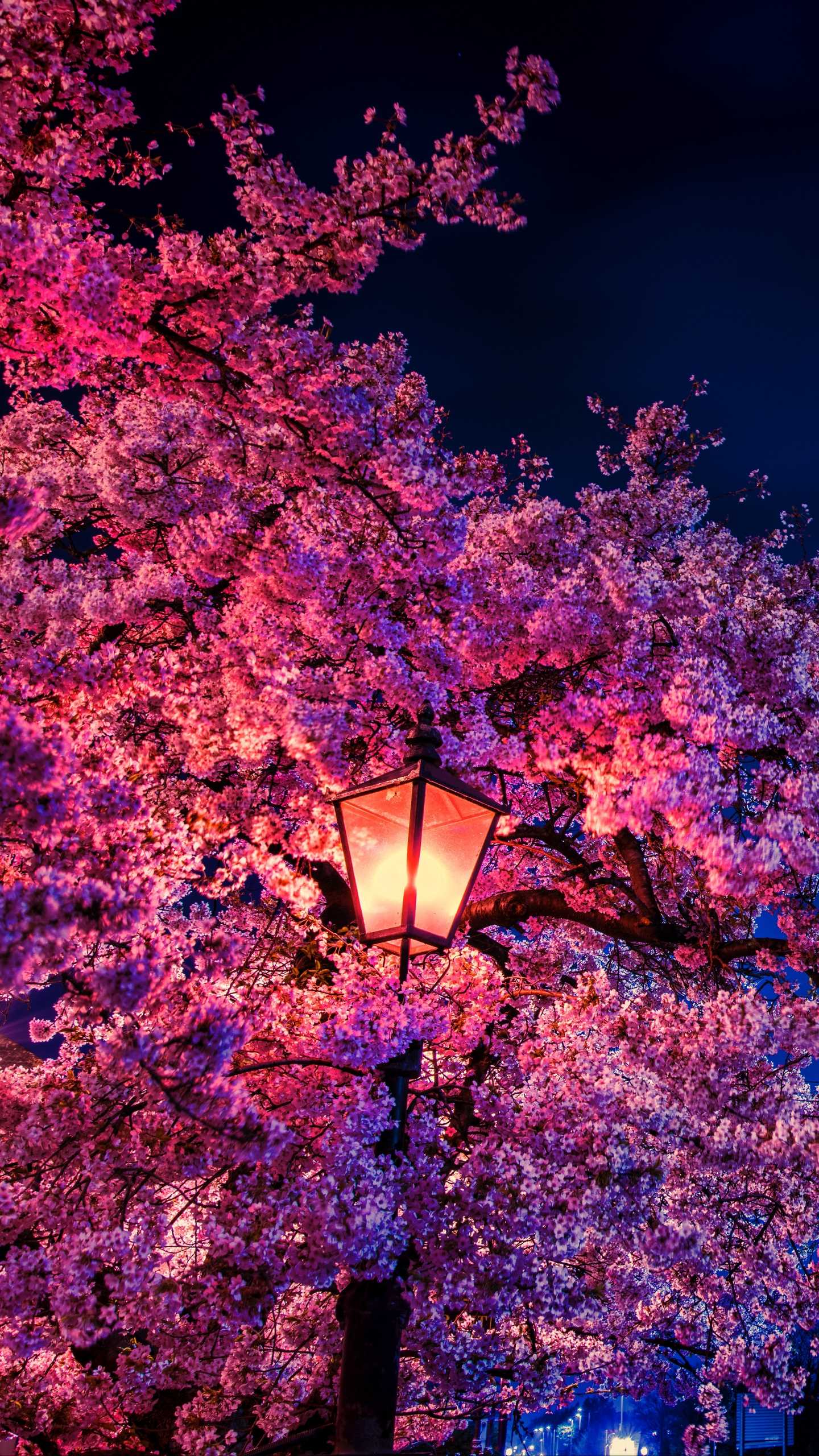 Sakura Wallpaper Ixpap