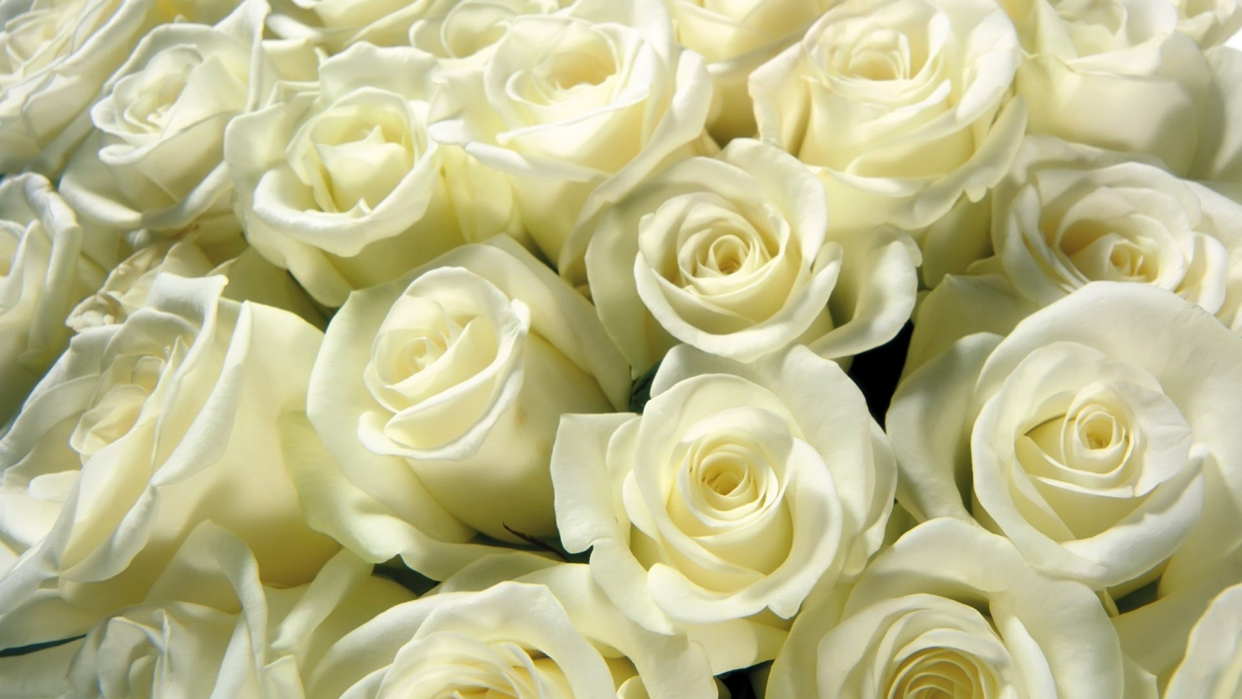 White Roses Wallpapers   Wallpaper High Definition High