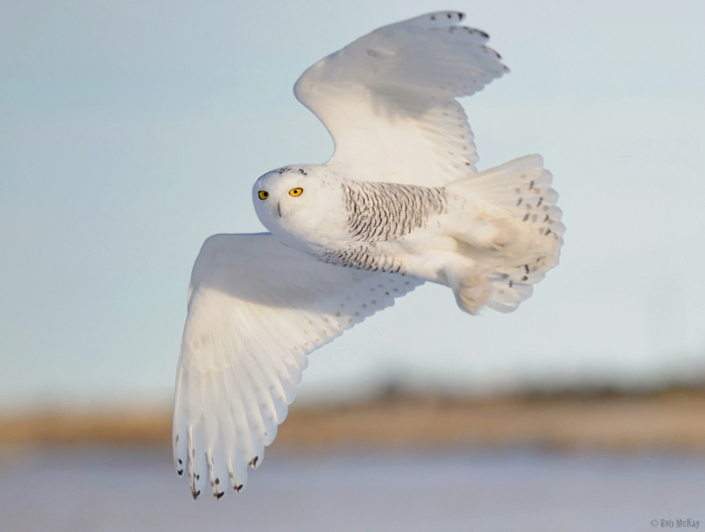 Snowy Owl Wallpapers Pictures One HD Wallpaper Pictures Backgrounds