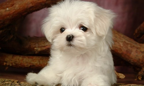 Lovely White Puppy Dog Thumb Jpg
