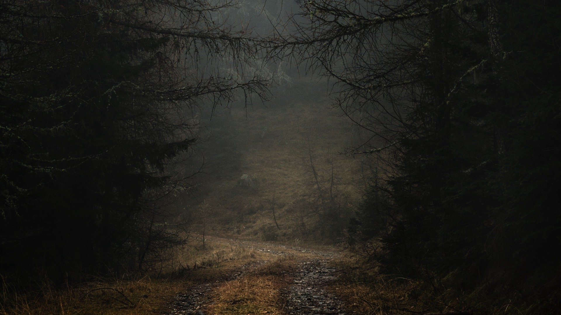 Fog Path Branches Forest Trees Autumn Gloomy Picture