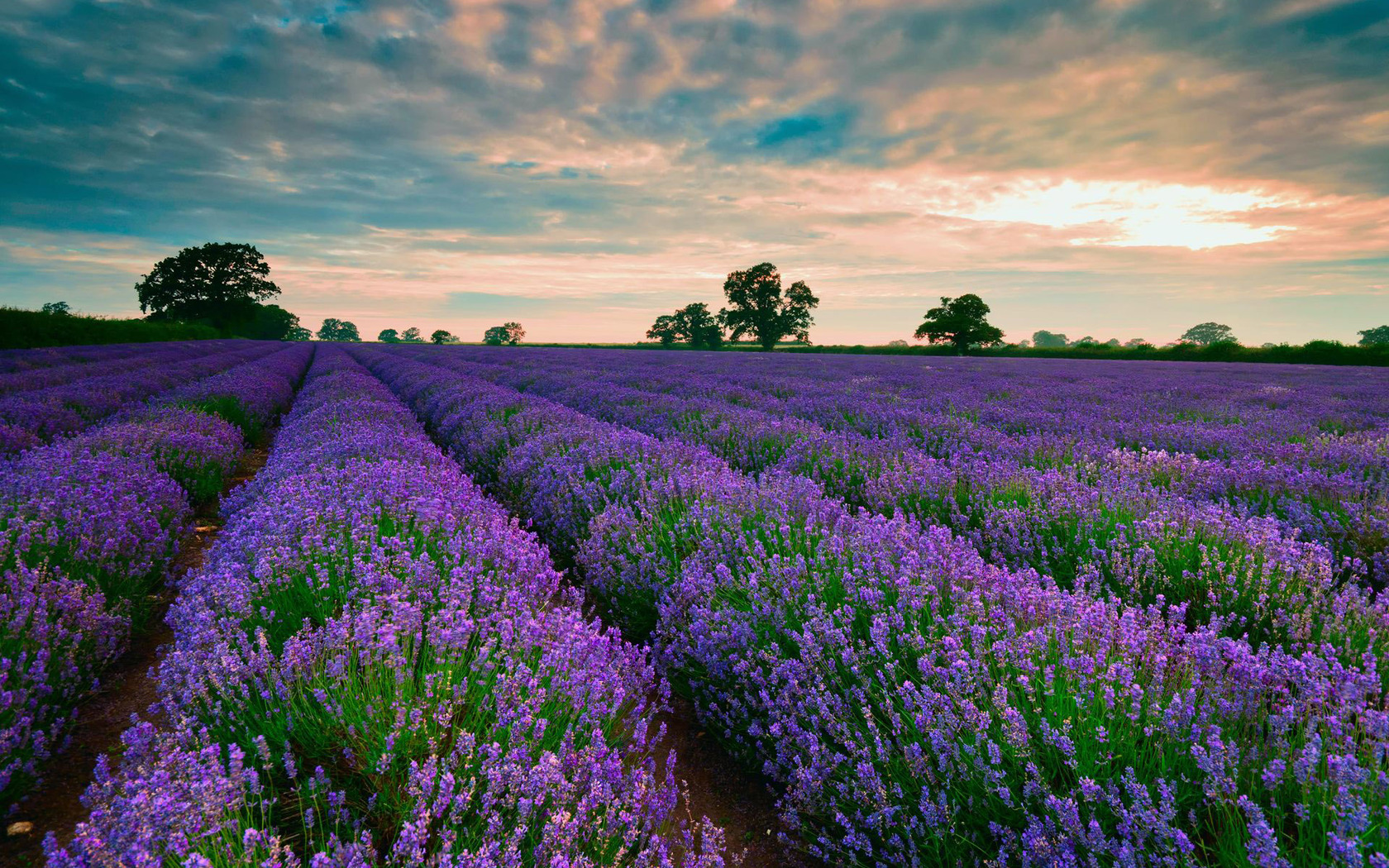 Purple fields of lavender wallpaper 16979