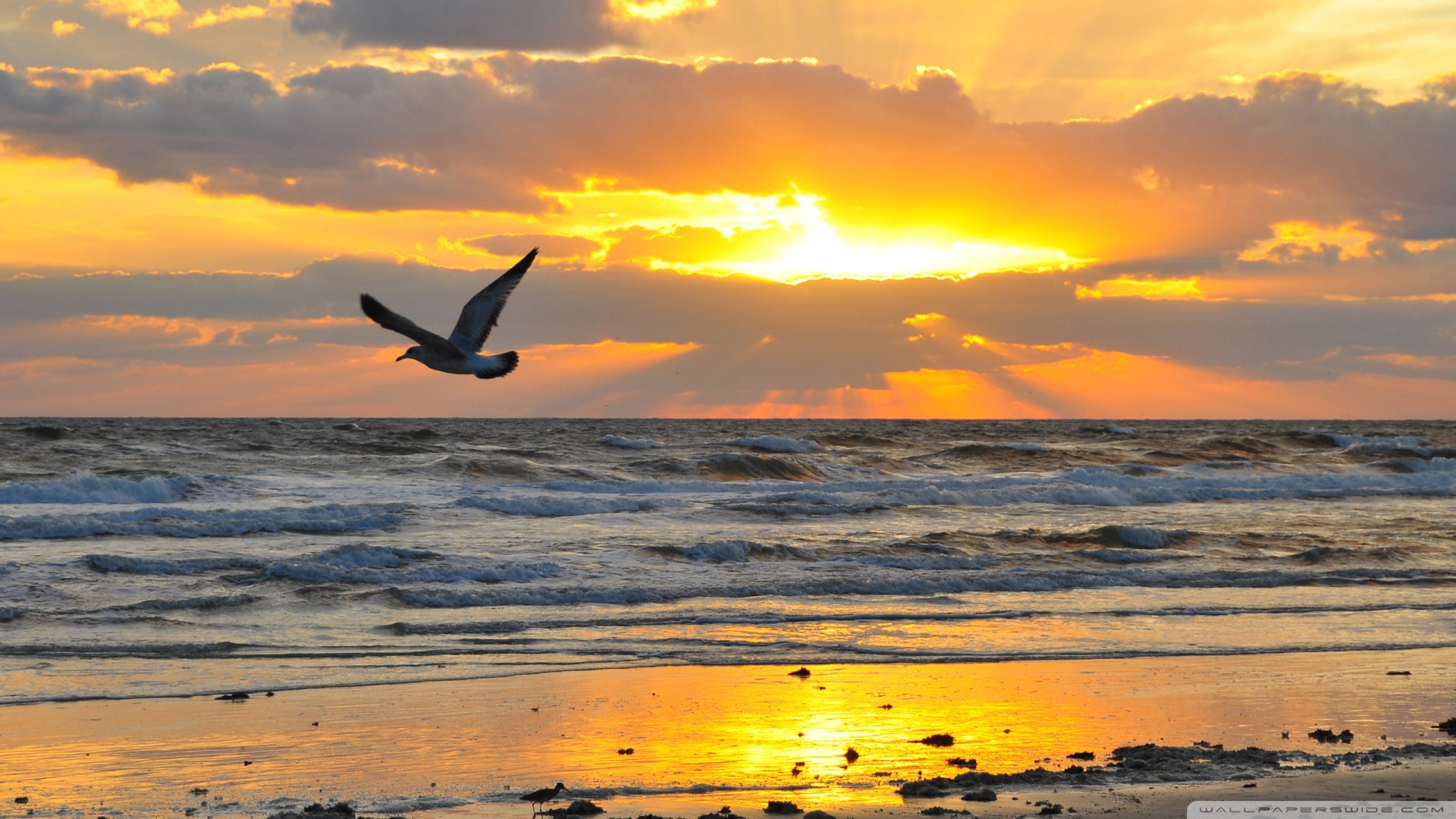 Flying Seagull At Sunrise Wallpaper