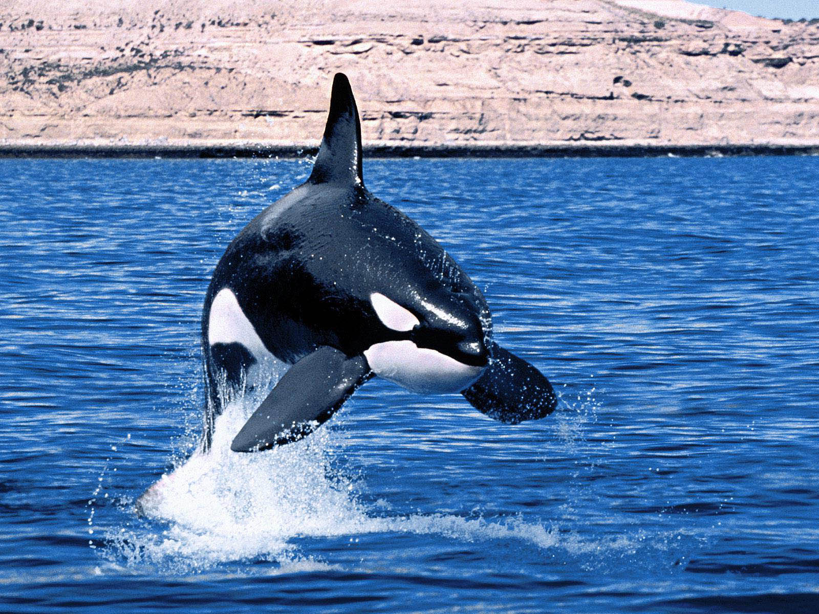 Orca Wallpaper Image To