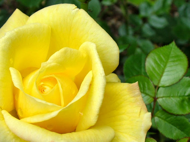 Yellow Roses Flowers Pictures Wallpaper Red