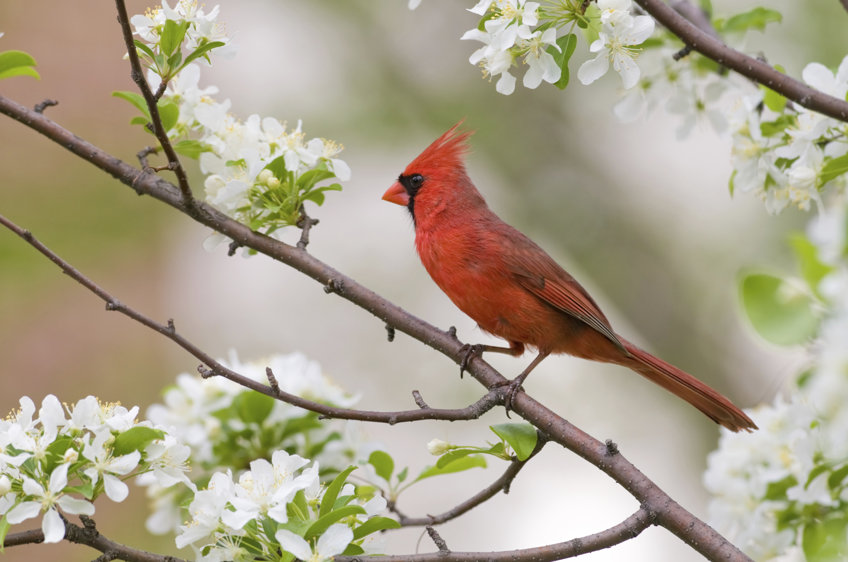 Cardinal Birds Wallpaper Desktop