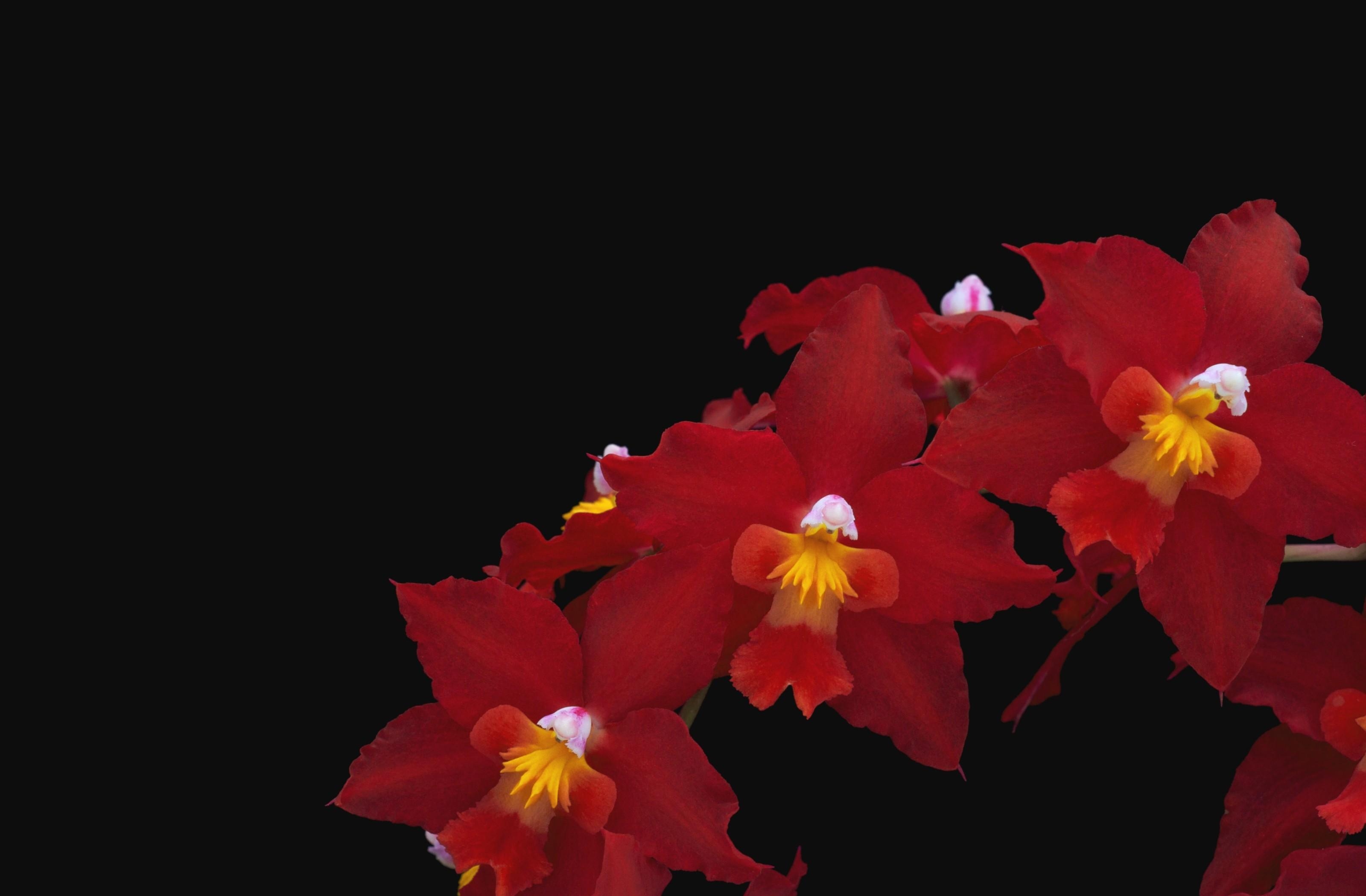 Wallpaper Orchid Flower Red Thread Black