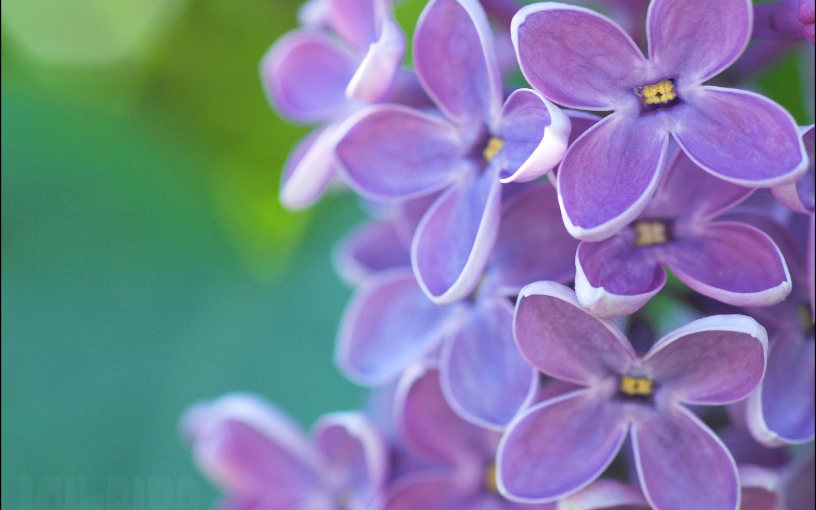 Flores De Lilas Violetas Fotos Primaverales