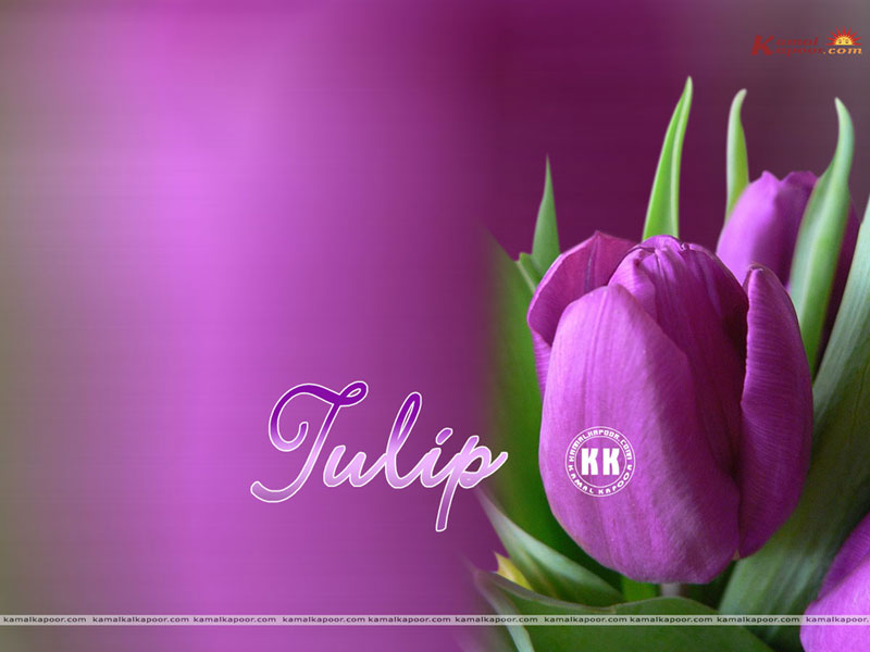 Tulip Wallpaper And Image