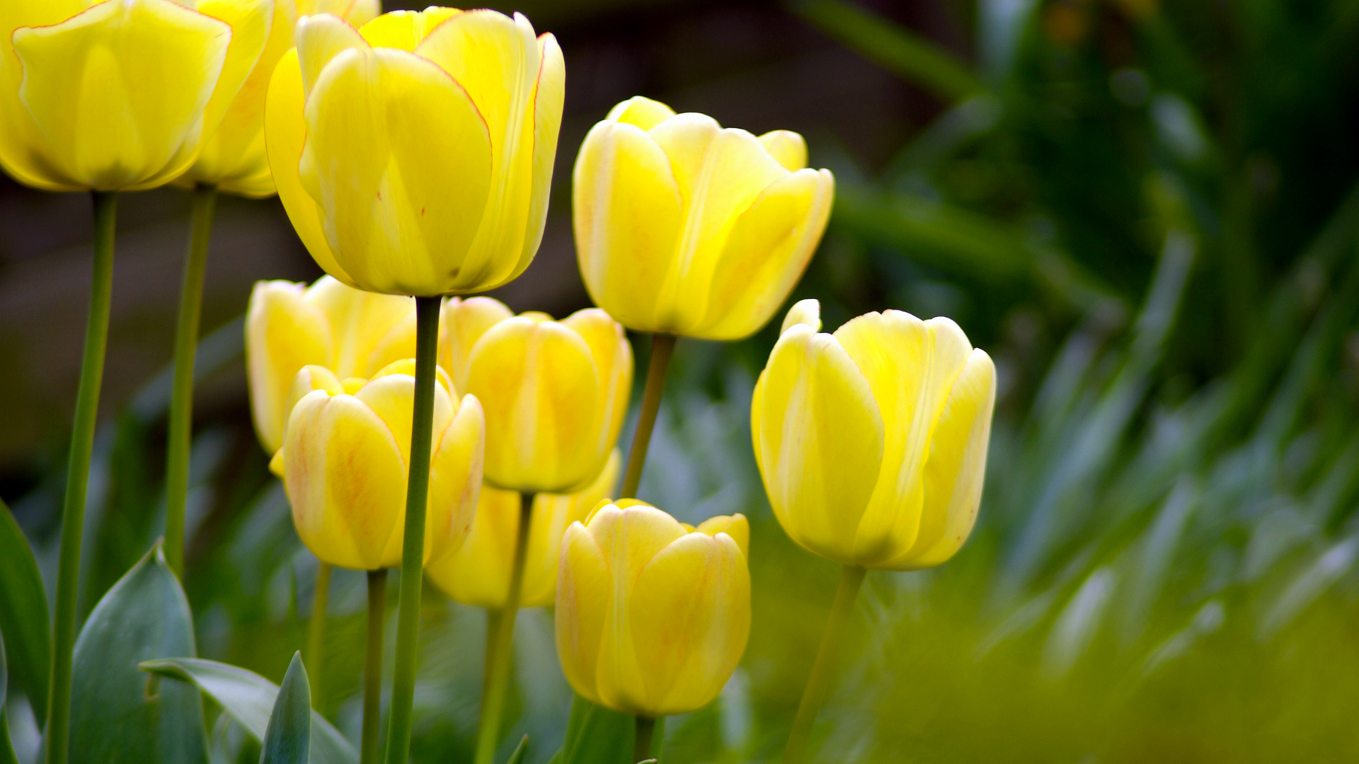 Spring Yellow Flowers Wallpaper High Definition Quality