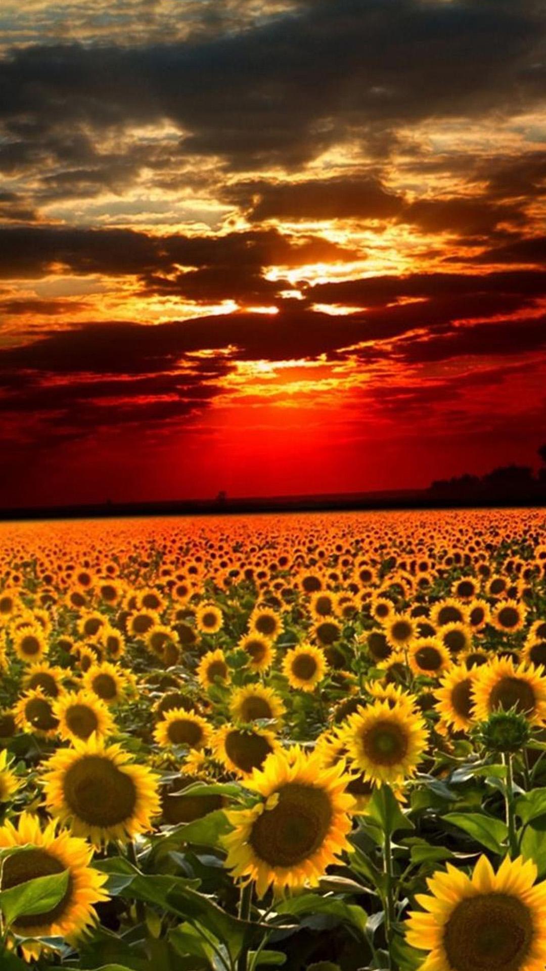 Sunflower Field Landscape iPhone Wallpaper