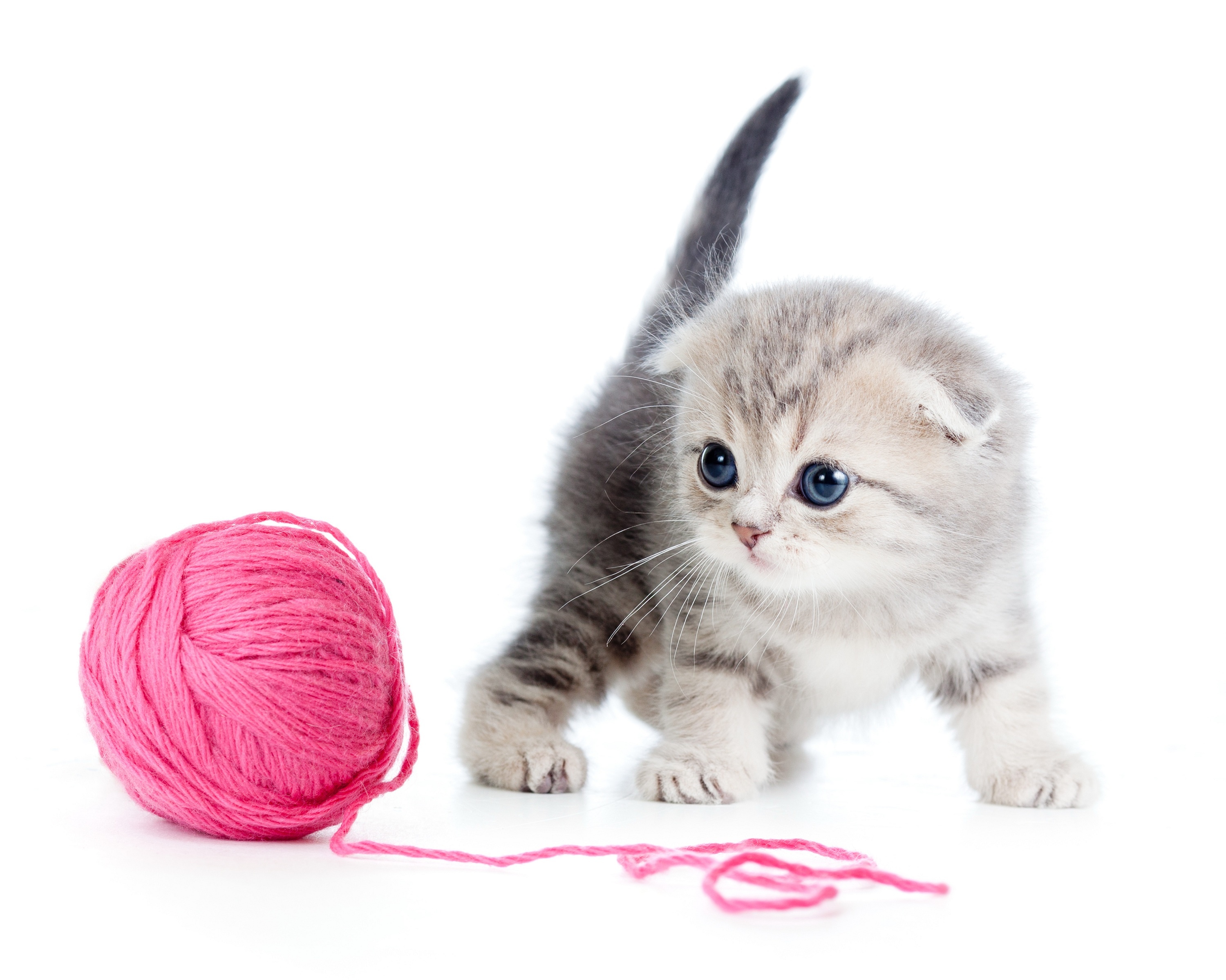 Scottish Fold Kitten Ball Thread HD Cat Wallpaper
