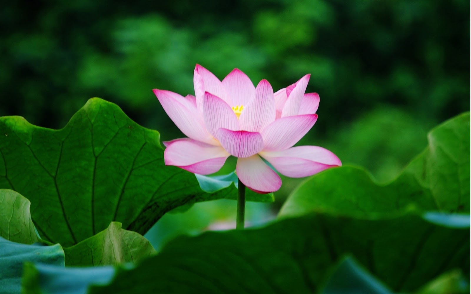 Beautiful Wallpaper For Desktop Lotus Hd