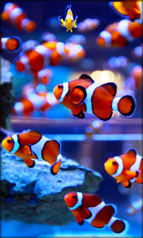 Aquarium Live Wallpaper App For Android