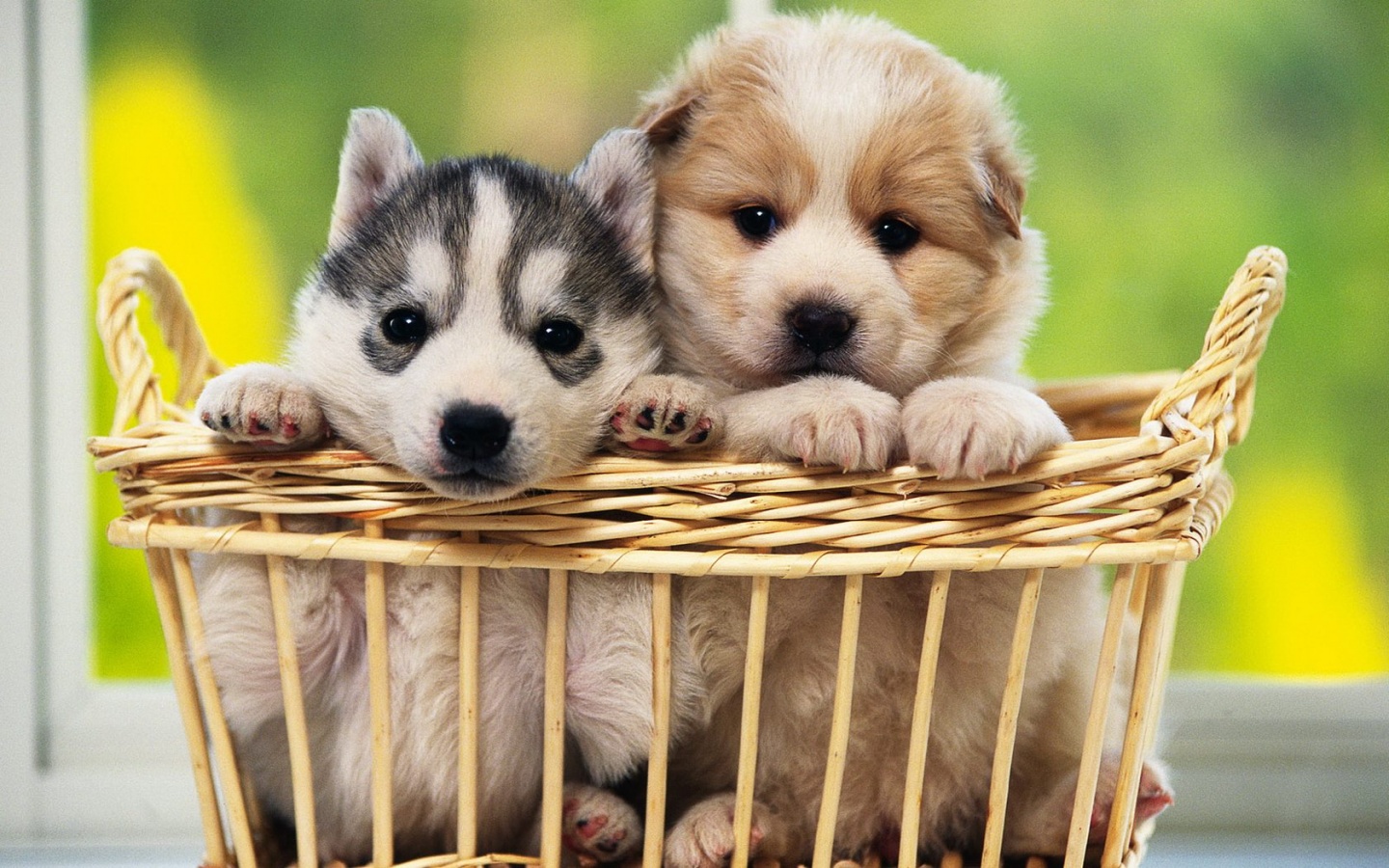  Cute Dogs Wallpapers Free Download Cute Dogs Wallpapers for Desktop