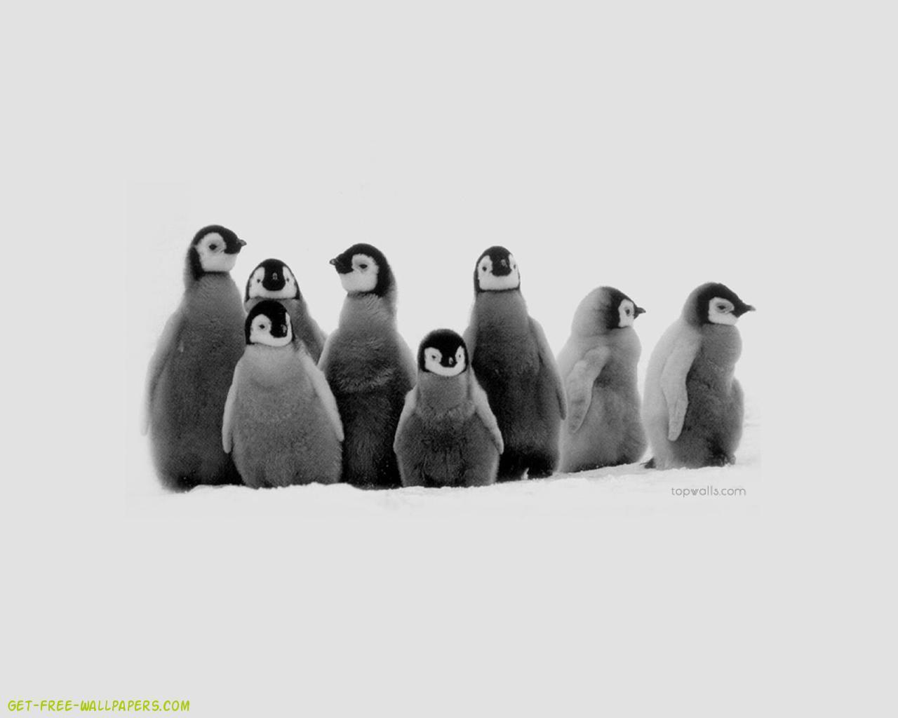 Penguin Wallpapers