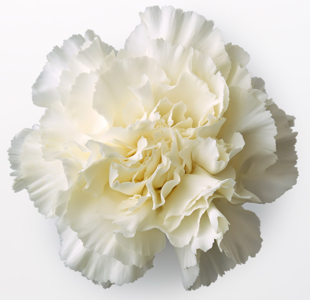 White Carnation Wallpaper