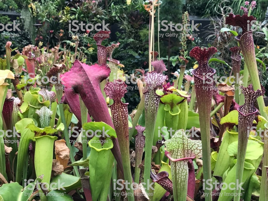Carnivorous Plant Sarracenia Or Pitcher Stock Photo