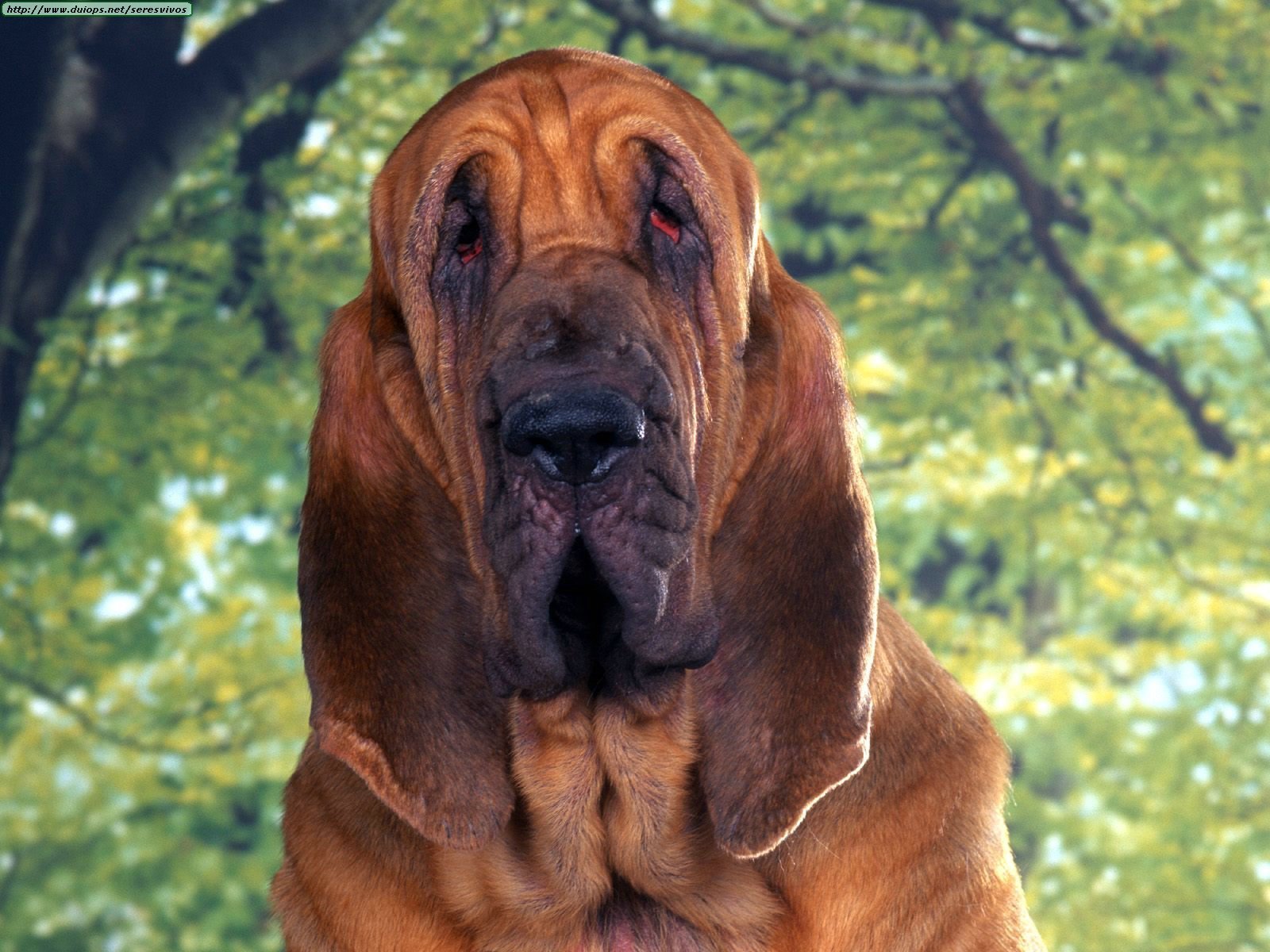 Bloodhound Hound Dogs Wallpaper