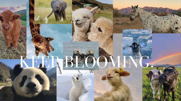 Aesthetic Cute Animal Wallpaper For Laptop And Mac In