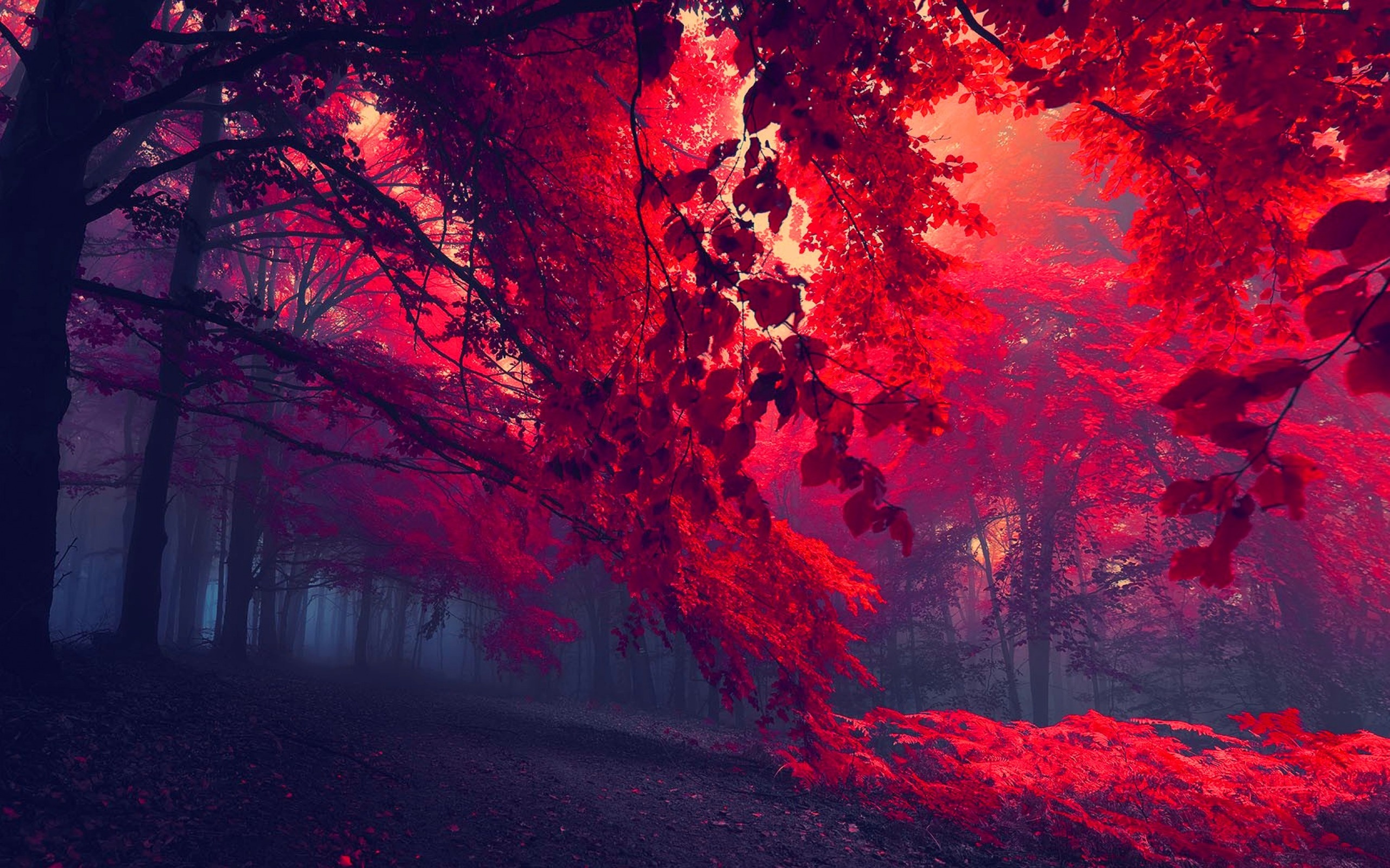 Red Forest Wallpapers  Top Free Red Forest Backgrounds  WallpaperAccess