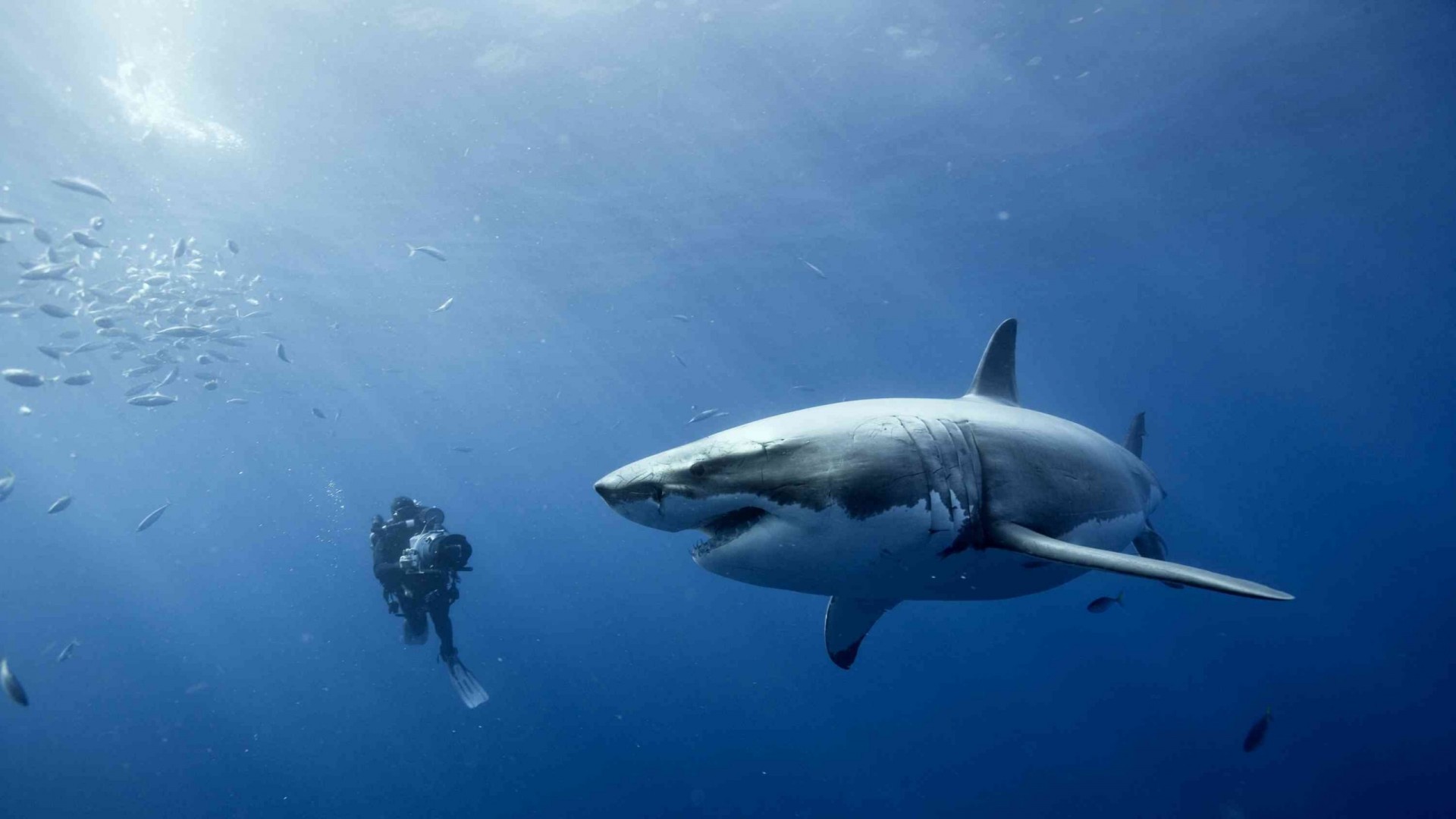 diver and the white shark Wallpaper Background 3962 1920x1080