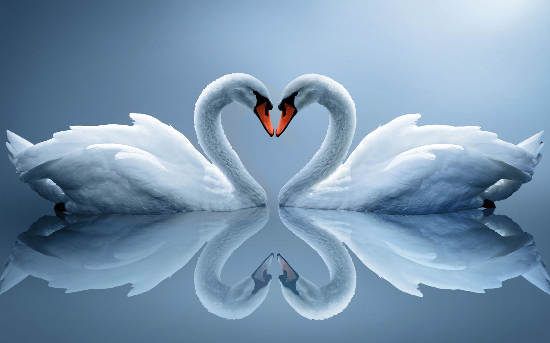 Swan Love Photos HD Wallpaper Image Pictures