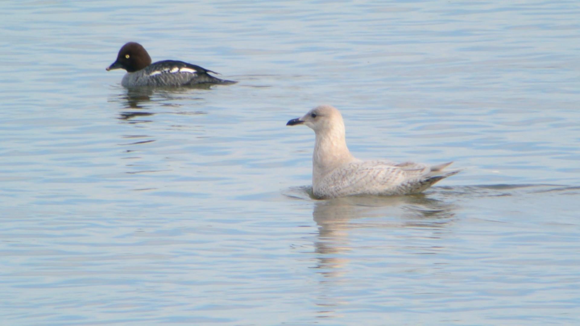 File Iceland Gull Carlyle Lake Illinois Jpg