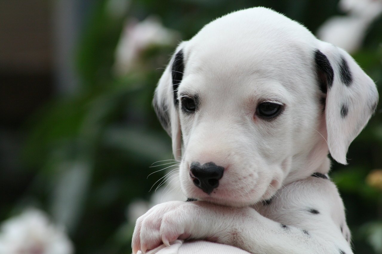 Dalmation Puppy By Smartierocks