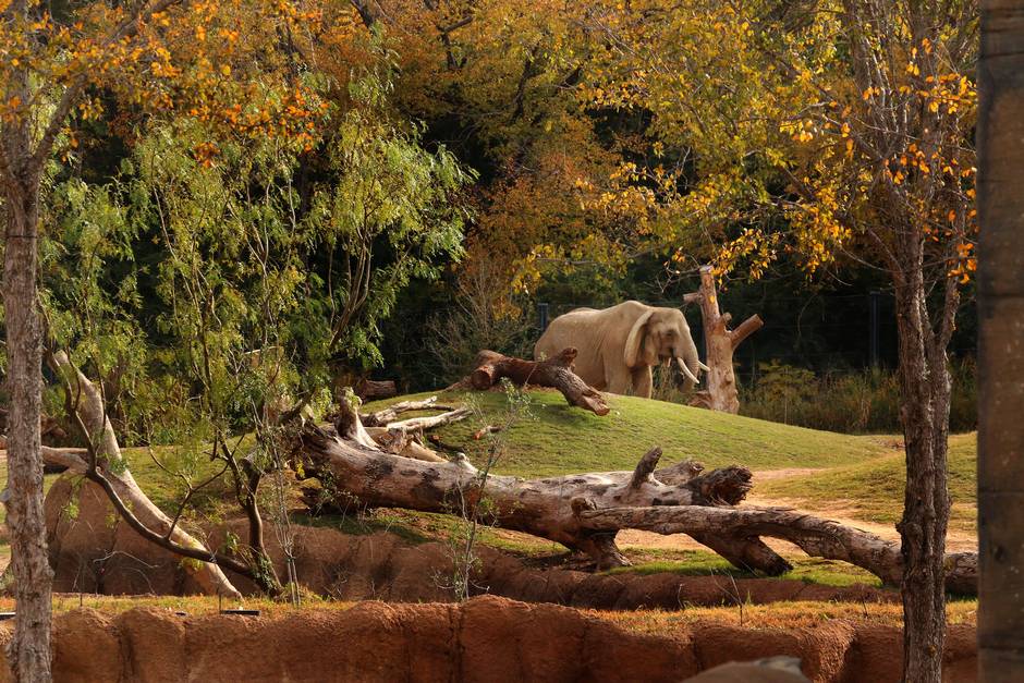 Oldest African Elephant At The Dallas Zoo Mama Died Late Wednesday