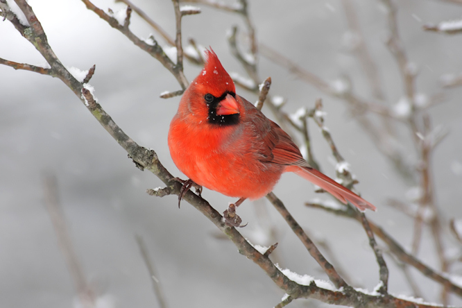 Cardinal In Sn