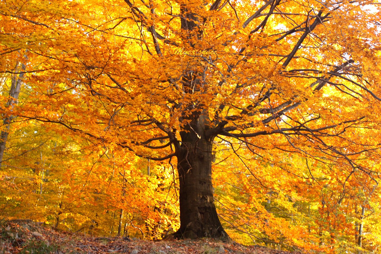 Gold Autumn Trees Wonderful Image Super