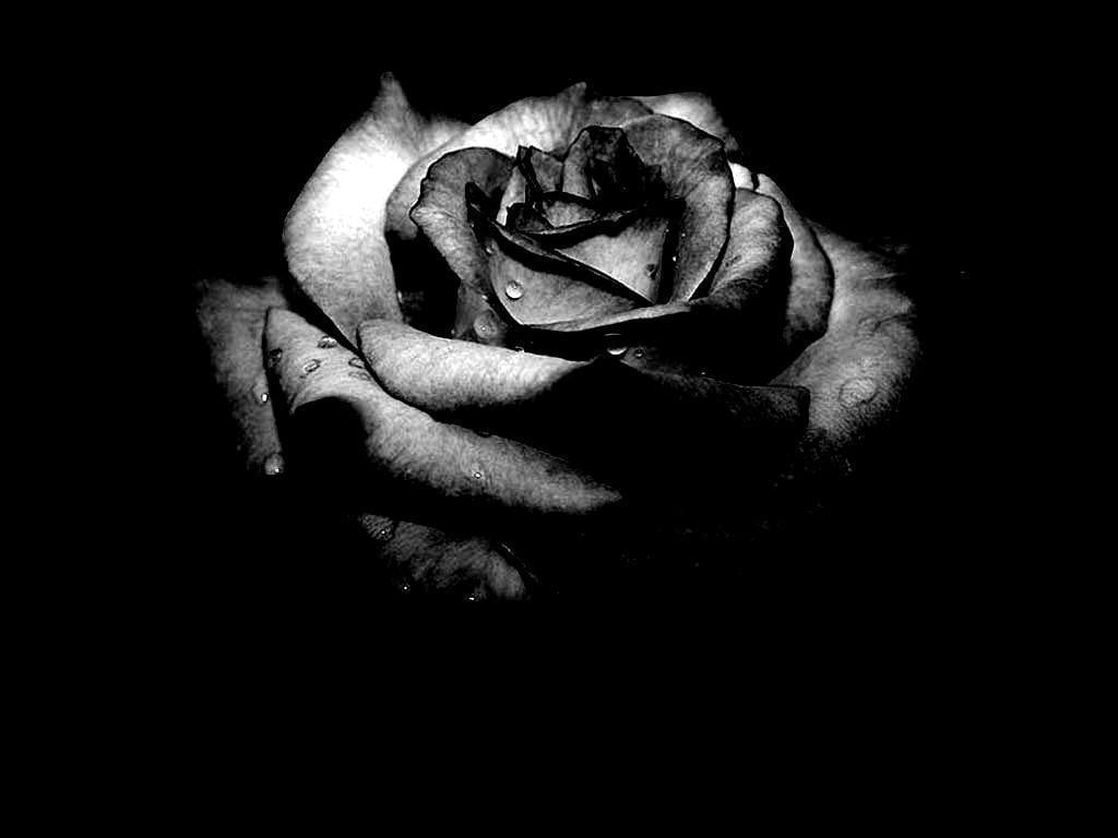 Free download Black Rose [1024x768] for your Desktop, Mobile & Tablet |  Explore 76+ Wallpapers Of Black Roses | Red Roses Black Background, Black  Roses Background, Wallpapers Of Red Roses