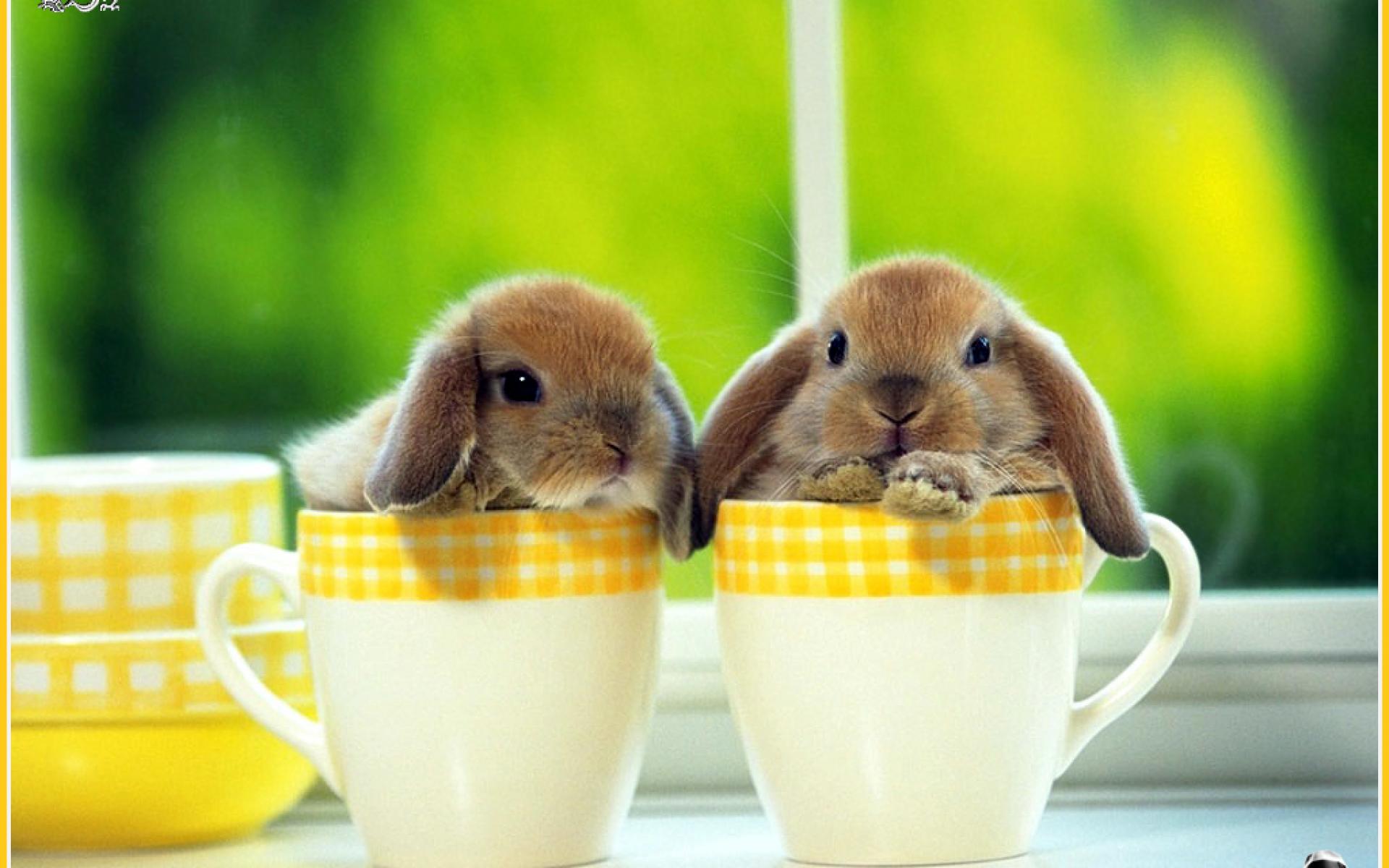 Rabbit Wallpapers and Background Images   stmednet