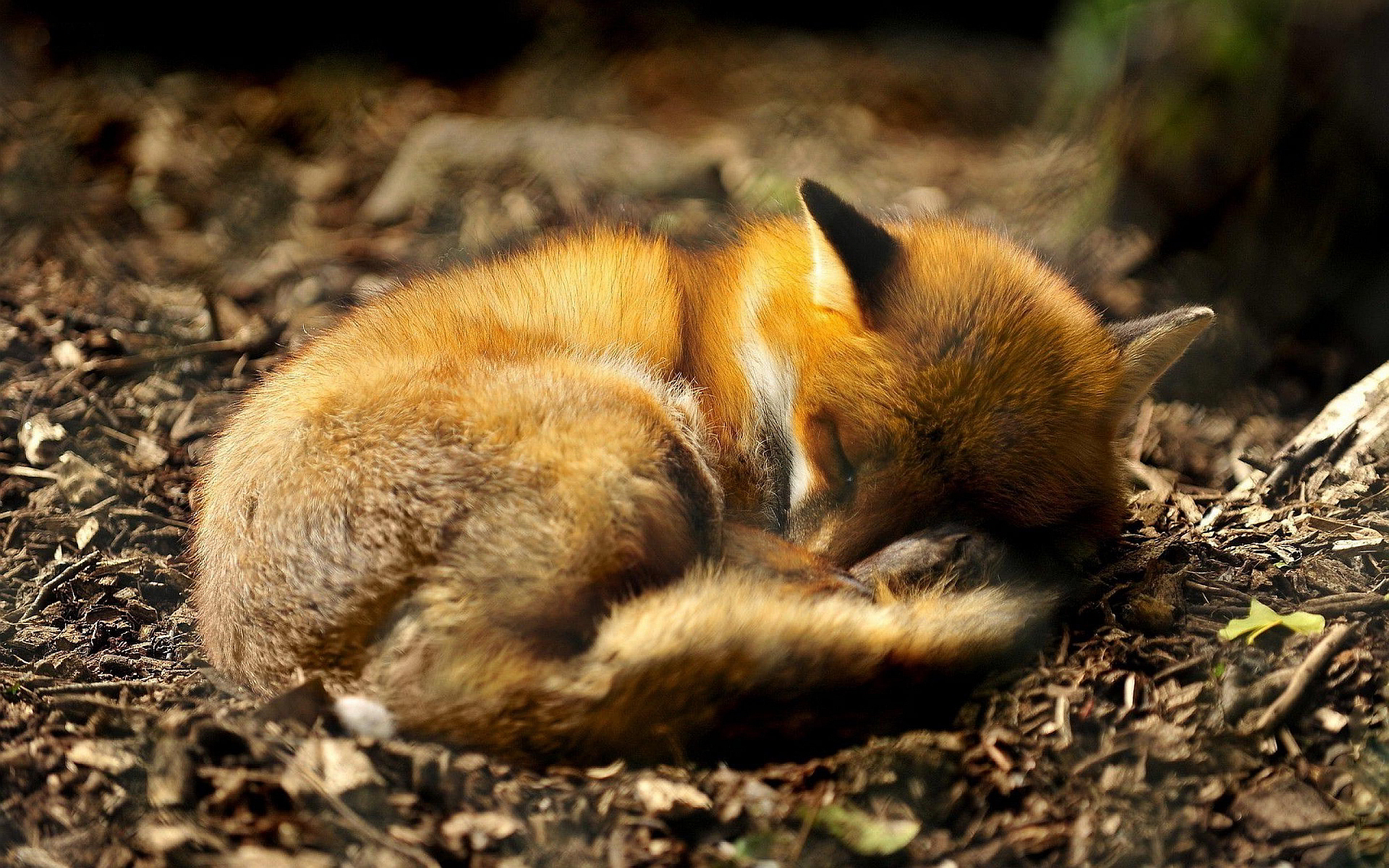Sleeping Fox In Forest Wallpaper Teahub Io