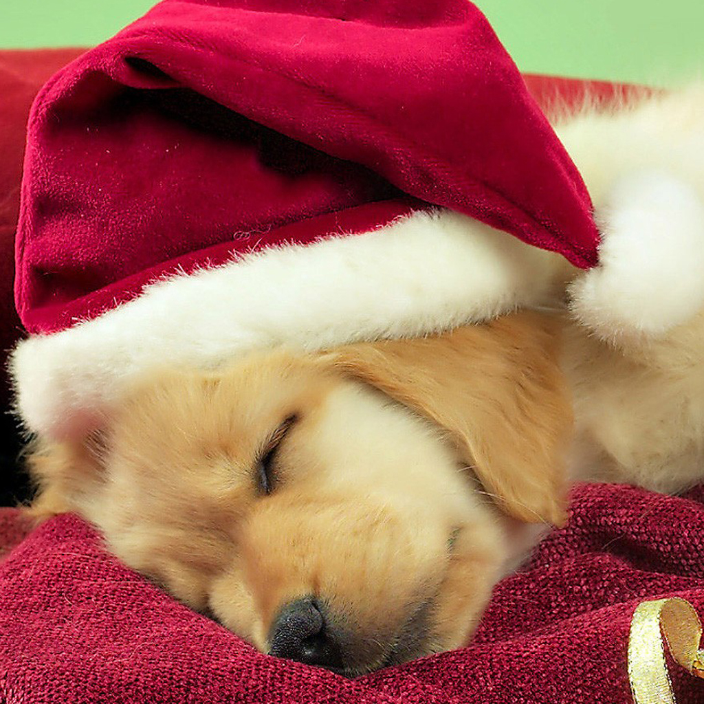 Christmas Puppies Wallpapers Free - WallpaperSafari