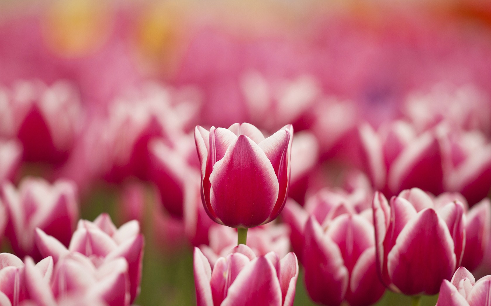 Flowers Tulips Pink White Spring Wallpaper Magic4walls