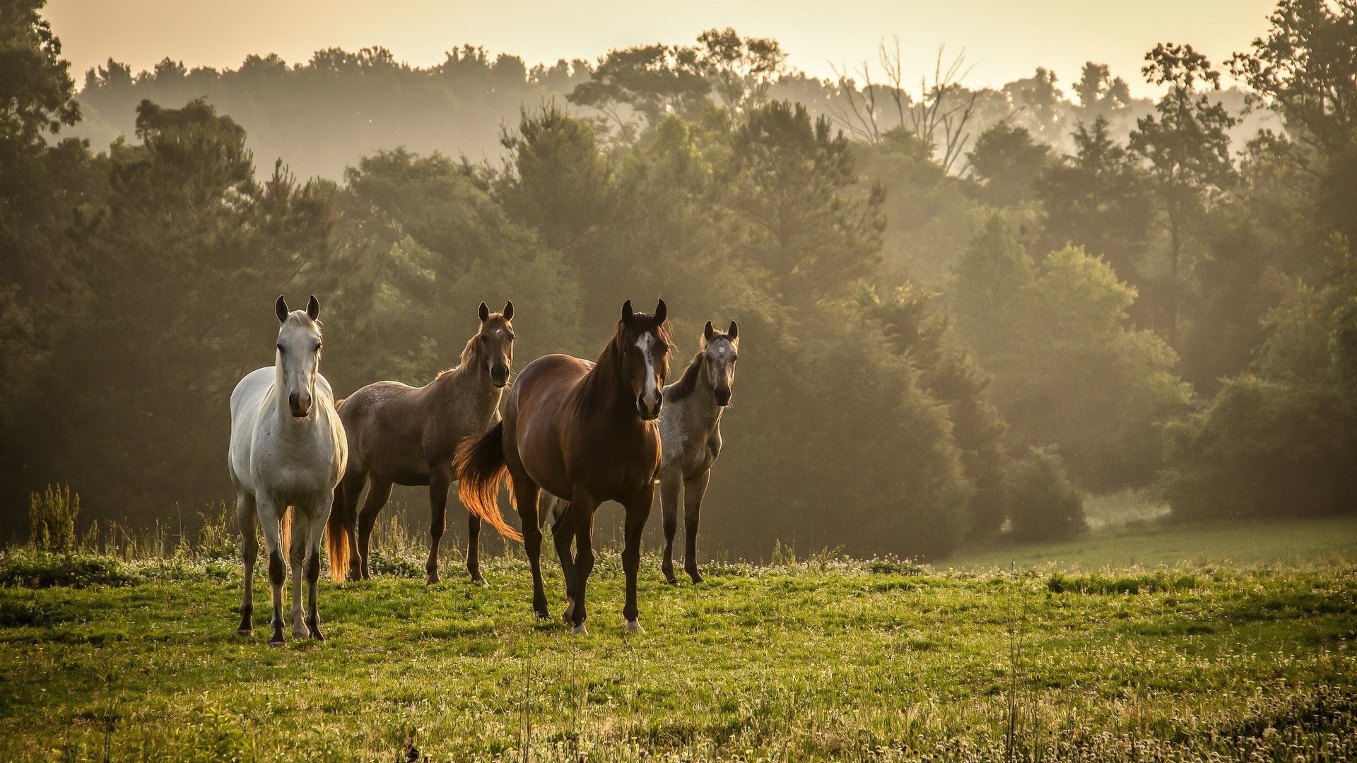 HD Hintergrundbilder Pferde Vier Natur Landschaft Dunst