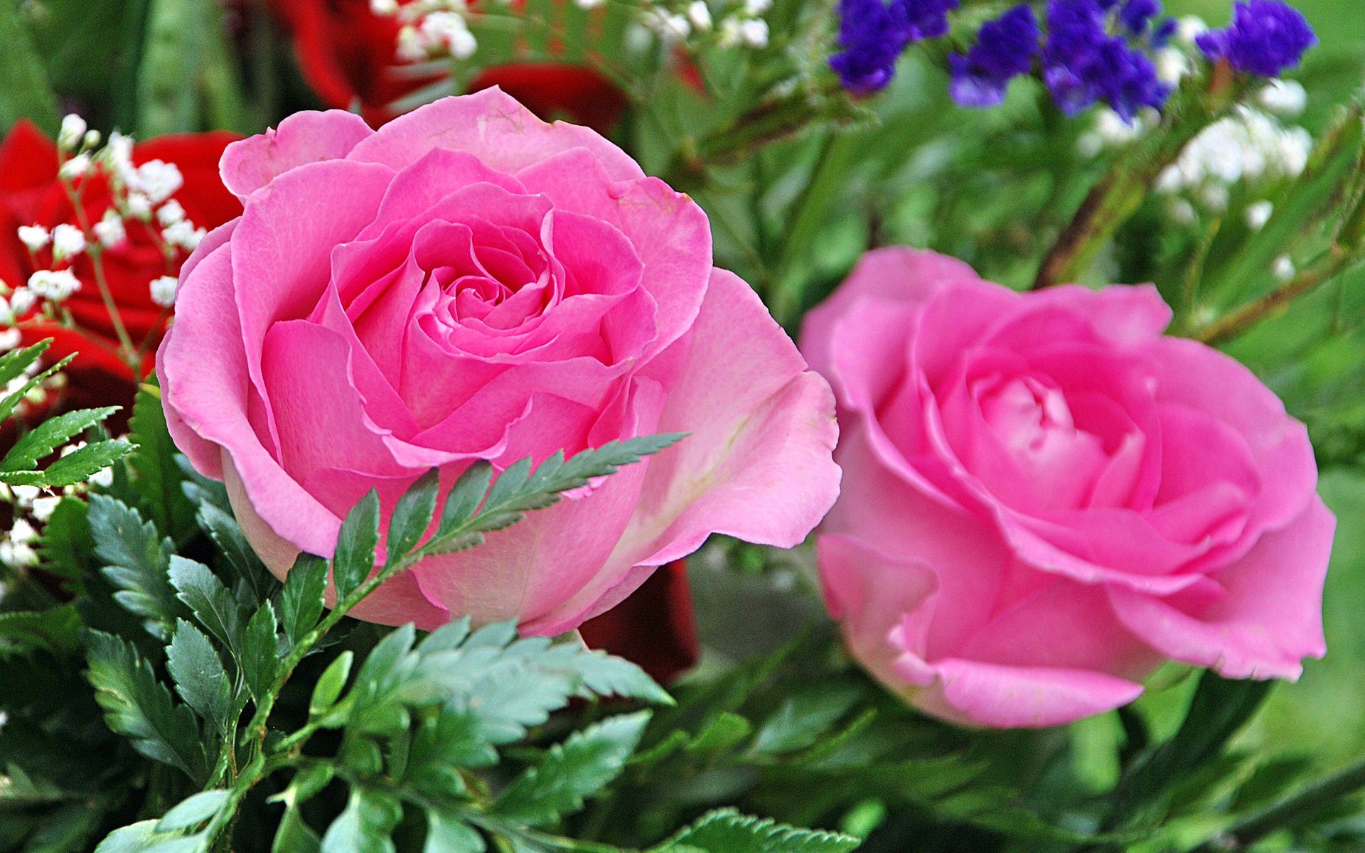 Close-up of two vibrant pink roses in full bloom, surrounded by green foliage and other colorful flowers. Perfect for a mobile wallpaper