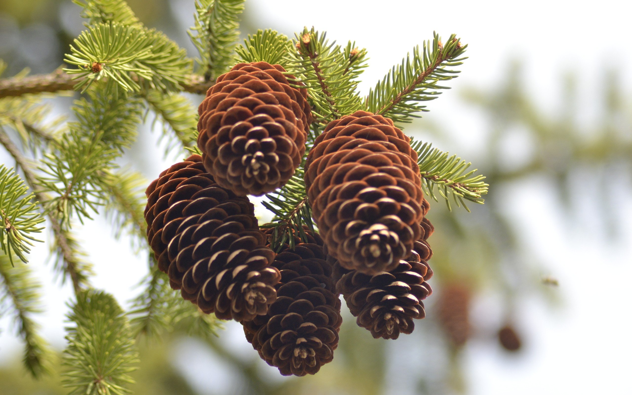 rate select rating give pine cones 1 5 give pine cones 2