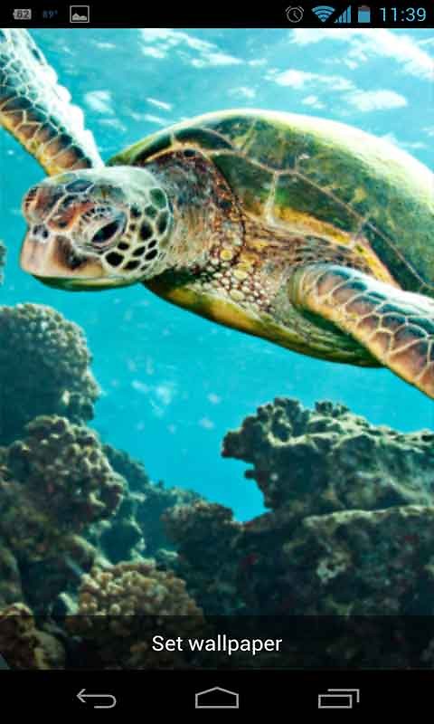 Turtle Live Wallpaper Android