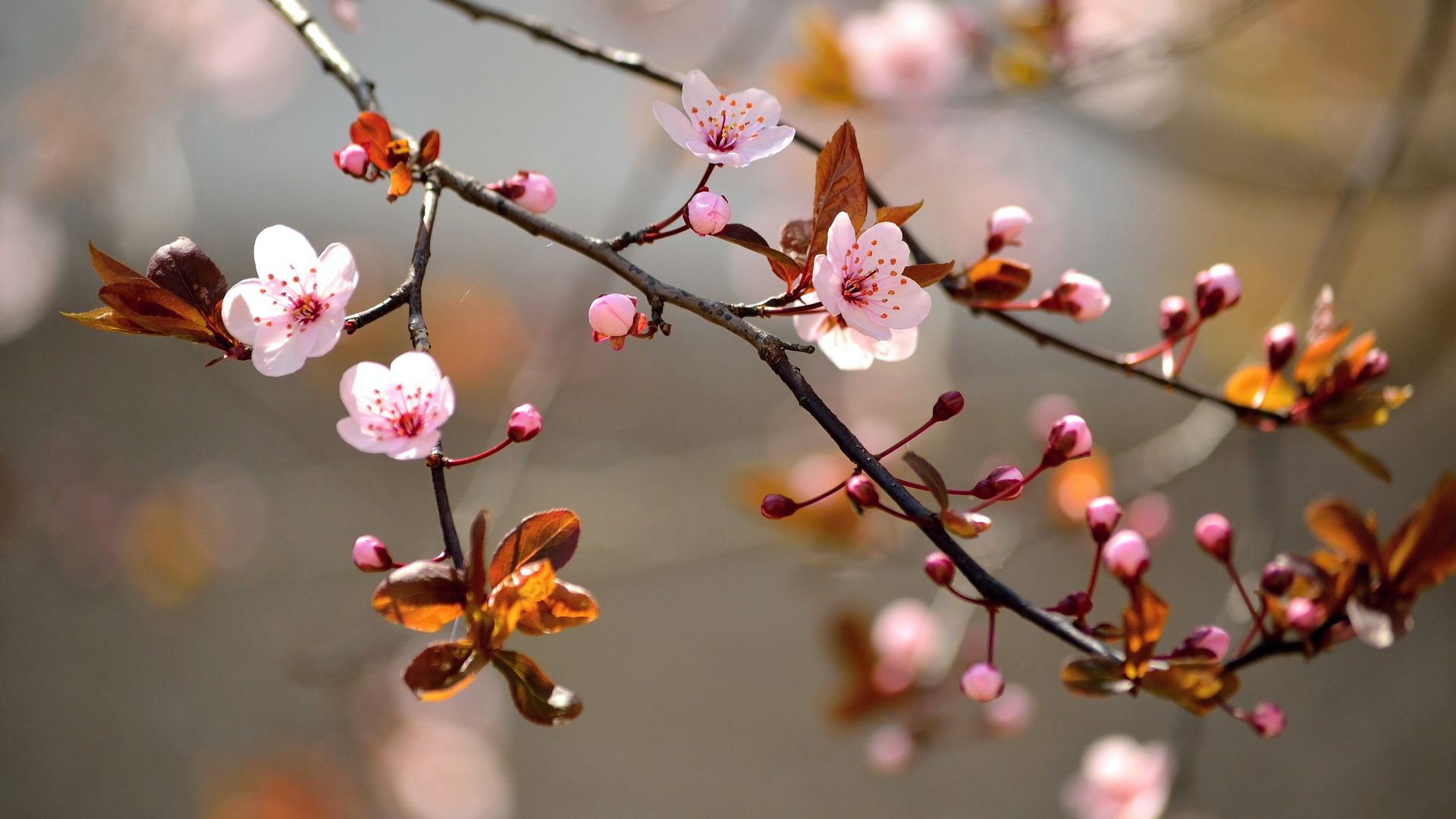 Sakura Flower Wallpaper For Desktop